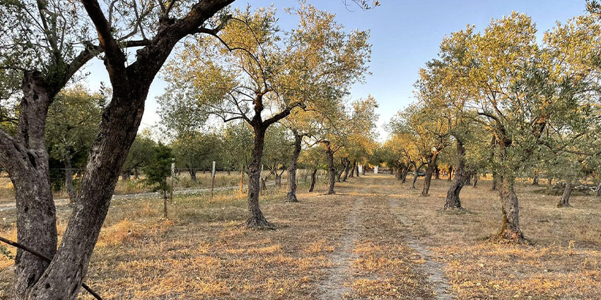 campagna home
