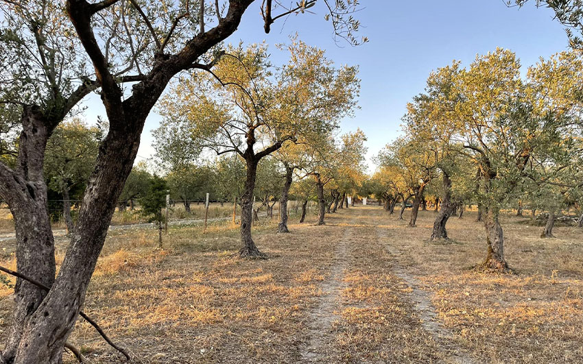 campagna campagna home